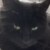 Profile picture of Kitty